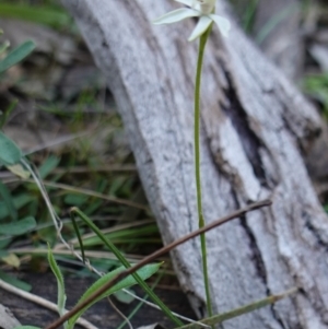 Caladenia fuscata at Cowra, NSW - 29 Aug 2024