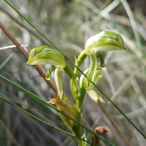 Pterostylis stenosepala at Cowra, NSW - suppressed