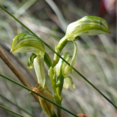 Pterostylis stenosepala at Cowra, NSW - suppressed