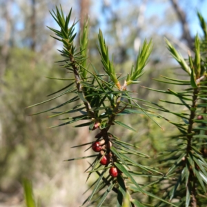 Melichrus erubescens at Cowra, NSW - suppressed