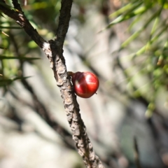 Melichrus erubescens at Cowra, NSW - suppressed