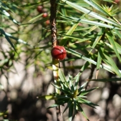 Melichrus erubescens at Cowra, NSW - suppressed