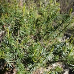 Melichrus erubescens at Cowra, NSW - 29 Aug 2024