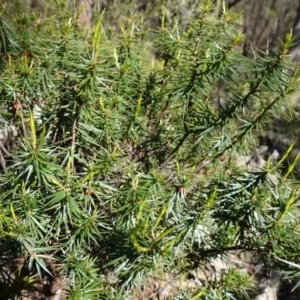 Melichrus erubescens at Cowra, NSW - suppressed