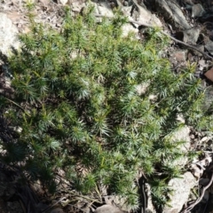 Melichrus erubescens at Cowra, NSW - 29 Aug 2024