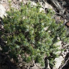 Melichrus erubescens at Cowra, NSW - suppressed