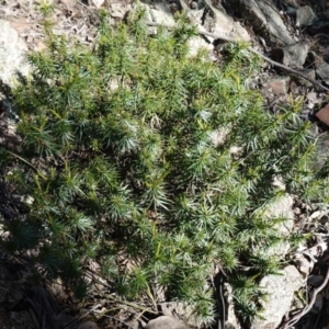 Melichrus erubescens at Cowra, NSW - suppressed