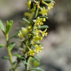 Phyllanthus occidentalis (Thyme Spurge) at Cowra, NSW - 29 Aug 2024 by RobG1