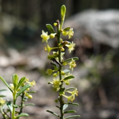 Phyllanthus occidentalis at Cowra, NSW - 29 Aug 2024