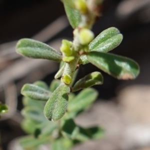 Phyllanthus occidentalis at Cowra, NSW - 29 Aug 2024