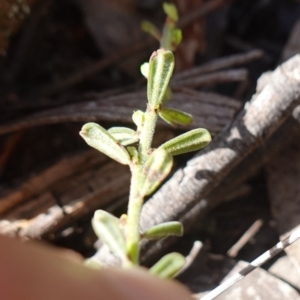 Phyllanthus occidentalis at Cowra, NSW - 29 Aug 2024