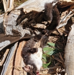 Petauroides volans (Southern Greater Glider) at Uriarra Village, ACT - 1 Sep 2024 by Jackserbatoioactgov