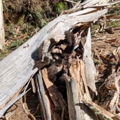 Petauroides volans at Uriarra Village, ACT - 1 Sep 2024