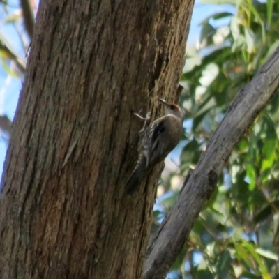 Climacteris erythrops (Red-browed Treecreeper) at Bowral, NSW - 30 Aug 2024 by Span102