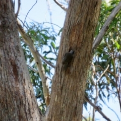 Climacteris erythrops at Bowral, NSW - 30 Aug 2024