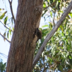 Climacteris erythrops at Bowral, NSW - 30 Aug 2024 11:35 AM