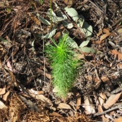 Stylidium laricifolium (Giant Triggerplant, Tree Triggerplant) at Mittagong, NSW - 29 Aug 2024 by Span102