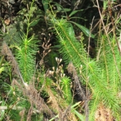 Stylidium laricifolium at Mittagong, NSW - 30 Aug 2024 09:15 AM