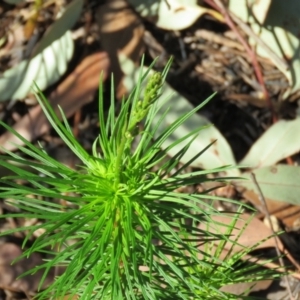 Stylidium laricifolium at Mittagong, NSW - 30 Aug 2024 09:15 AM