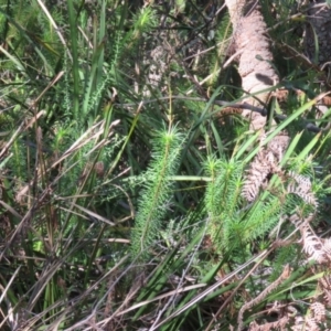 Stylidium laricifolium at Mittagong, NSW - 30 Aug 2024 09:15 AM