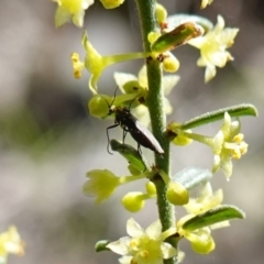 Sciaridae sp. (family) (Black fungus gnat) at Cowra, NSW - 29 Aug 2024 by RobG1