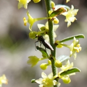 Sciaridae sp. (family) at Cowra, NSW - suppressed