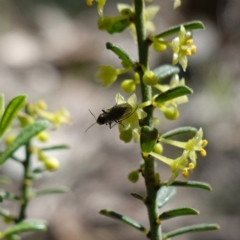 Sciaridae sp. (family) at Cowra, NSW - suppressed