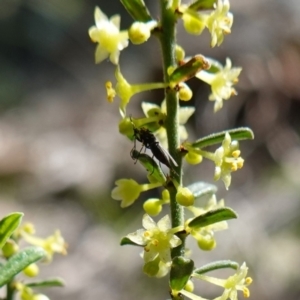 Sciaridae sp. (family) at Cowra, NSW - suppressed