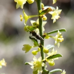Sciaridae sp. (family) at Cowra, NSW - suppressed