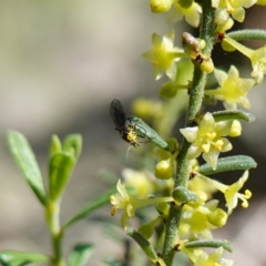 Sciaridae sp. (family) at Cowra, NSW - suppressed