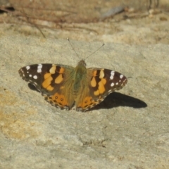 Vanessa kershawi (Australian Painted Lady) at Mittagong, NSW - 30 Aug 2024 by Span102