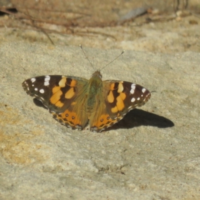 Vanessa kershawi (Australian Painted Lady) at Mittagong, NSW - 29 Aug 2024 by Span102