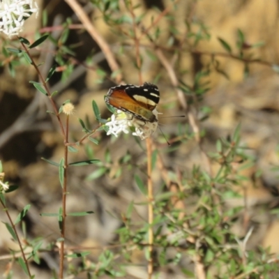 Vanessa itea (Yellow Admiral) at Mittagong, NSW - 30 Aug 2024 by Span102