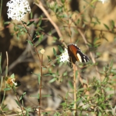 Vanessa itea at Mittagong, NSW - 30 Aug 2024