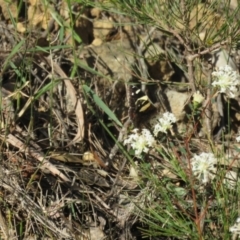 Vanessa itea at Mittagong, NSW - 30 Aug 2024