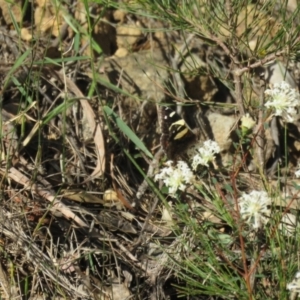 Vanessa itea at Mittagong, NSW - 30 Aug 2024