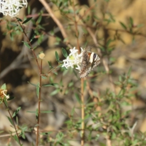 Vanessa itea at Mittagong, NSW - 30 Aug 2024 09:02 AM