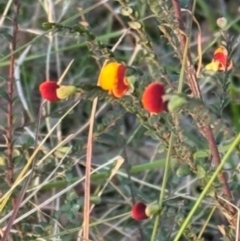 Unidentified Plant at Mittagong, NSW - 1 Sep 2024 by Span102