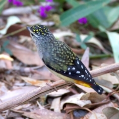 Pardalotus punctatus at Rosedale, NSW - 1 Sep 2024