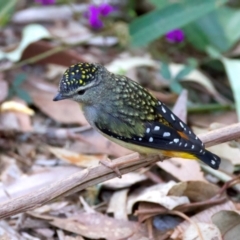 Pardalotus punctatus at Rosedale, NSW - 1 Sep 2024