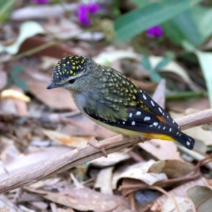 Pardalotus punctatus at Rosedale, NSW - 1 Sep 2024