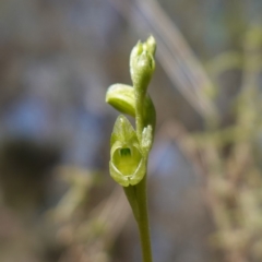 Hymenochilus muticus (Midget Greenhood) at Cowra, NSW - 29 Aug 2024 by RobG1