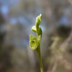 Hymenochilus muticus at Cowra, NSW - suppressed