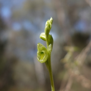 Hymenochilus muticus at Cowra, NSW - 29 Aug 2024