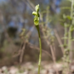 Hymenochilus muticus at Cowra, NSW - 29 Aug 2024