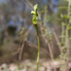 Hymenochilus muticus at Cowra, NSW - 29 Aug 2024