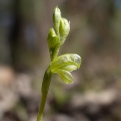 Hymenochilus muticus at Cowra, NSW - 29 Aug 2024