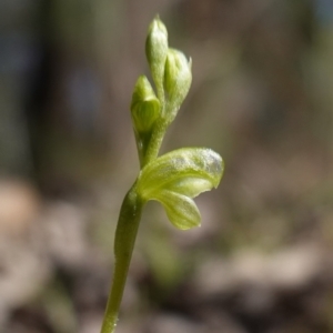 Hymenochilus muticus at Cowra, NSW - suppressed