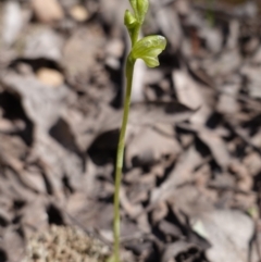 Hymenochilus muticus at Cowra, NSW - 29 Aug 2024