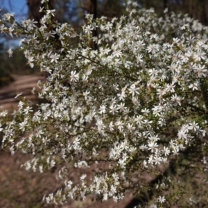 Olearia microphylla at Cowra, NSW - 29 Aug 2024